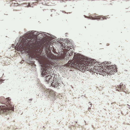Żółw opala się na plaży